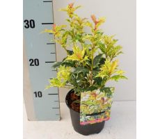 Osmanthus heter. 'Goshiki' pot 17 h 30 cm - afbeelding 1