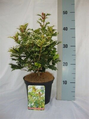 Osmanthus heterophyllus Goshiki p19, h40 cm