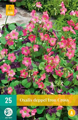 Oxalis deppei iron cross 25st