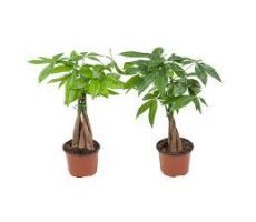 Pachira aquatica, pot 19 cm, h 85 cm - afbeelding 2