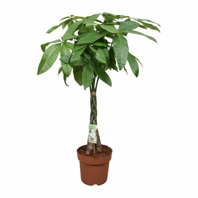 Pachira aquatica, pot 19 cm, h 85 cm - afbeelding 1