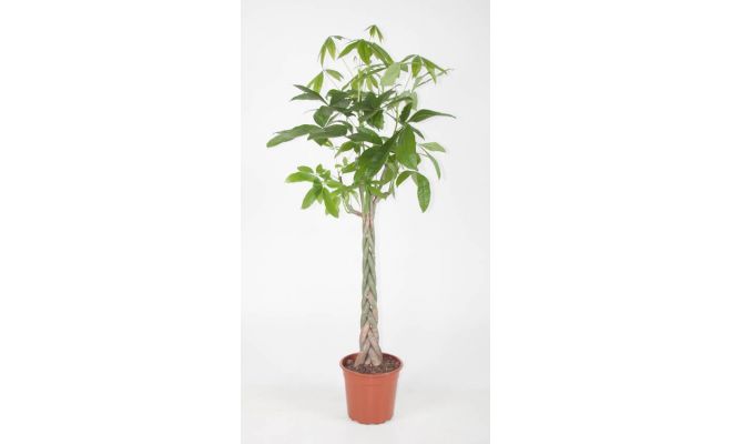 Pachira Aquatica (Geldboom), pot 27 cm, h 160 cm