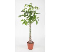 Pachira Aquatica (Geldboom), pot 27 cm, h 160 cm