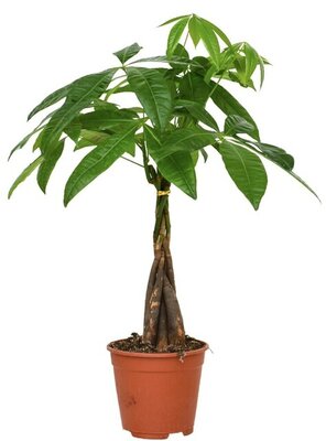 Pachira aquatica, pot 14 cm, h 50 cm