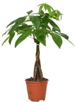 Pachira aquatica, pot 14 cm, h 50 cm