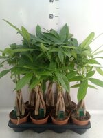 Pachira aquatica, pot 14 cm, h 65 cm
