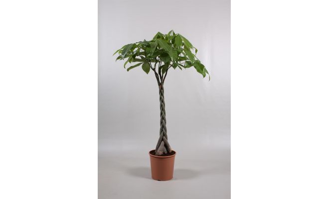 Pachira Aquatica, pot 24 cm, h 130 cm