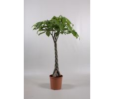 Pachira Aquatica, pot 24 cm, h 130 cm