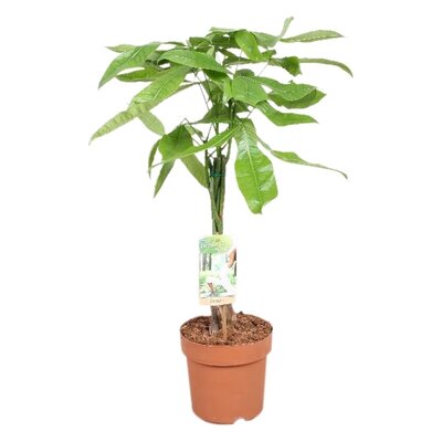 Pachira aquatica, pot 27 cm, h 140 cm