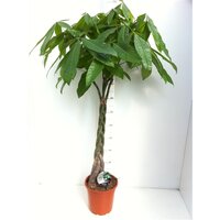 Pachira aquatica potmaat 24cm planthoogte 150cm