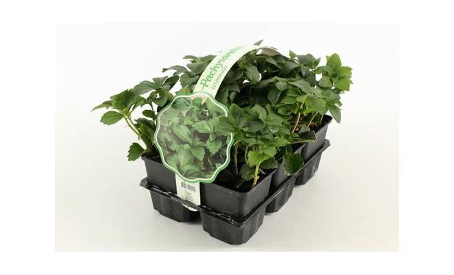 Pachysandra terminalis, 6 pack - afbeelding 1