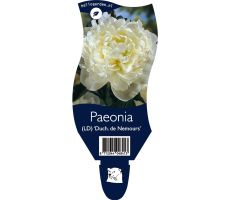 Paeonia Duchesse de Nemours P11