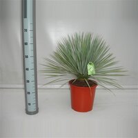Palmlelie,Yucca rostrata, pot 23 cm, h 50 cm - afbeelding 2