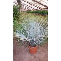 Palmlelie,Yucca rostrata, pot 33 cm, h 100 cm - afbeelding 1