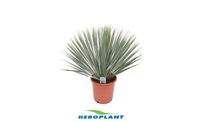 Palmlelie,Yucca rostrata, pot 34 cm, h 60 cm