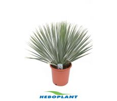Palmlelie,Yucca rostrata, pot 34 cm, h 60 cm