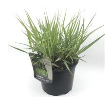 Panicum virgatum 'Heavy Metal' , p 17, h 30 cm - afbeelding 3