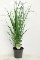 Panicum virgatum 'Heavy Metal' , p 17, h 30 cm - afbeelding 1