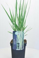 Panicum virgatum 'Heavy Metal' , p 17, h 30 cm - afbeelding 2