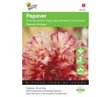 Papaver flemish antique 0.25g