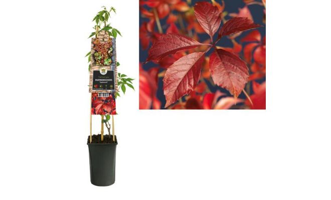 Parthenocissus engelmannii, klimplant in pot - afbeelding 1