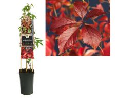 Parthenocissus engelmannii, klimplant in pot - afbeelding 1