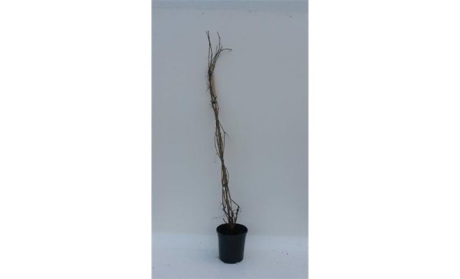 Parthenocissus engelmannii, klimplant in pot