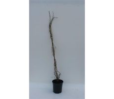 Parthenocissus engelmannii, klimplant in pot