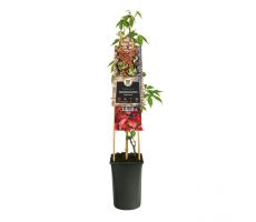 Parthenocissus engelmannii, klimplant in pot - afbeelding 2