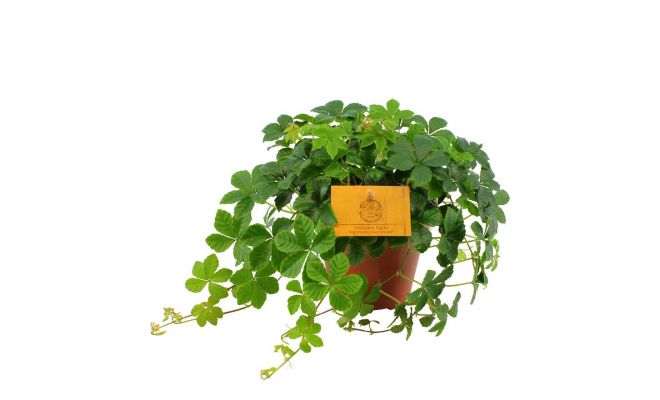 Parthenocissus Inserta,, klimplant in pot 12 cm, h 20 cm