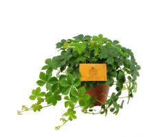 Parthenocissus Inserta,, klimplant in pot 12 cm, h 20 cm