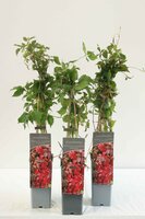 Parthenocissus inserta, pot 15 cm, h 45 cm - afbeelding 1