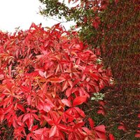 Parthenocissus inserta, pot 15 cm, h 45 cm - afbeelding 2