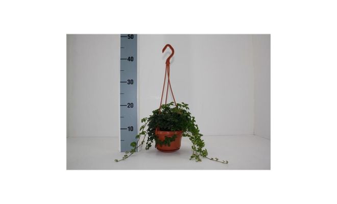 Parthenocissus Striata, hangpot 15 cm