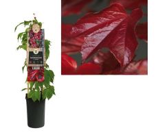 Parthenocissus tr. 'Veitchii, klimplant in pot - afbeelding 1