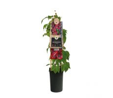 Parthenocissus tr. 'Veitchii, klimplant in pot - afbeelding 2