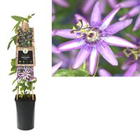 Passiflora 'Amethyst Beauty', pot 17 cm, h 75 cm