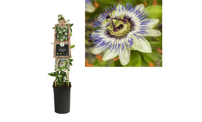 Passiflora Caerulea, klimplant in pot - afbeelding 1