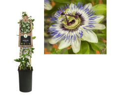 Passiflora Caerulea, klimplant in pot - afbeelding 1