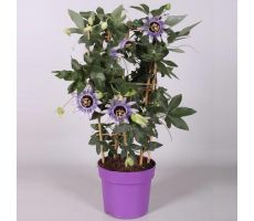 Passiflora Caerulea, klimplant in pot - afbeelding 2