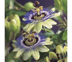 Passiflora Caerulea, klimplant in pot - afbeelding 3