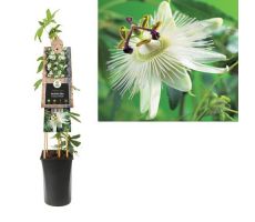 Passiflora 'Constance Elliott, klimplant in pot - afbeelding 2