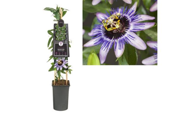 Passiflora 'Damsel's Delight, klimplant in pot - afbeelding 1