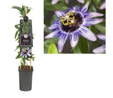 Passiflora 'Damsel's Delight, klimplant in pot - afbeelding 1