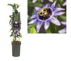 Passiflora 'Damsel's Delight, klimplant in pot - afbeelding 2