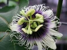 Passiflora Edulis, pot 17 cm, h 75cm