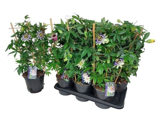 Passiflora mix P19