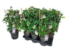 Passiflora mix P19
