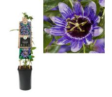 Passiflora Purple Haze P16 3.0, klimplant in pot - afbeelding 2