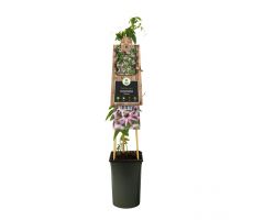 Passiflora Victoria P16 3.0, klimplant in pot - afbeelding 3